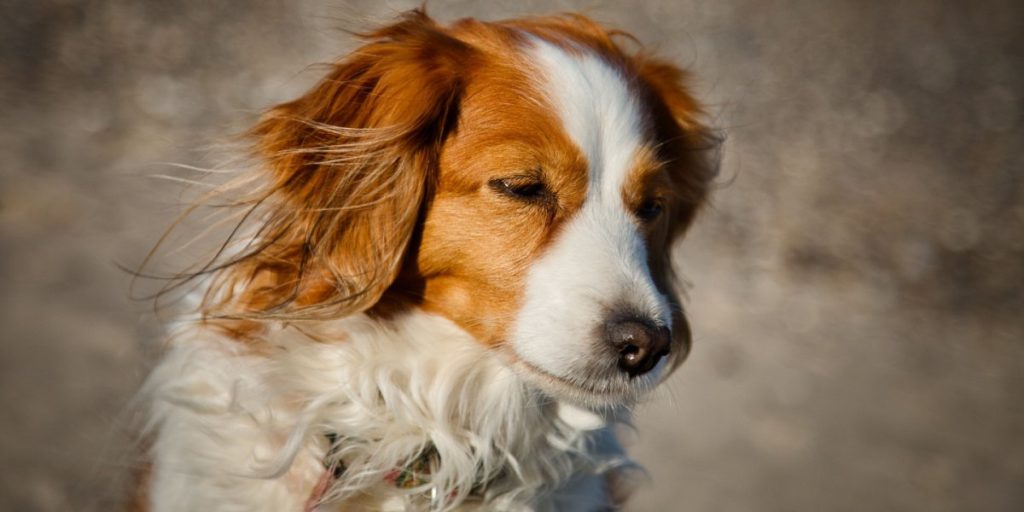 Har du hund? Fra 1. april gælder særlig regel, der kan koste dig 2.000 kroner