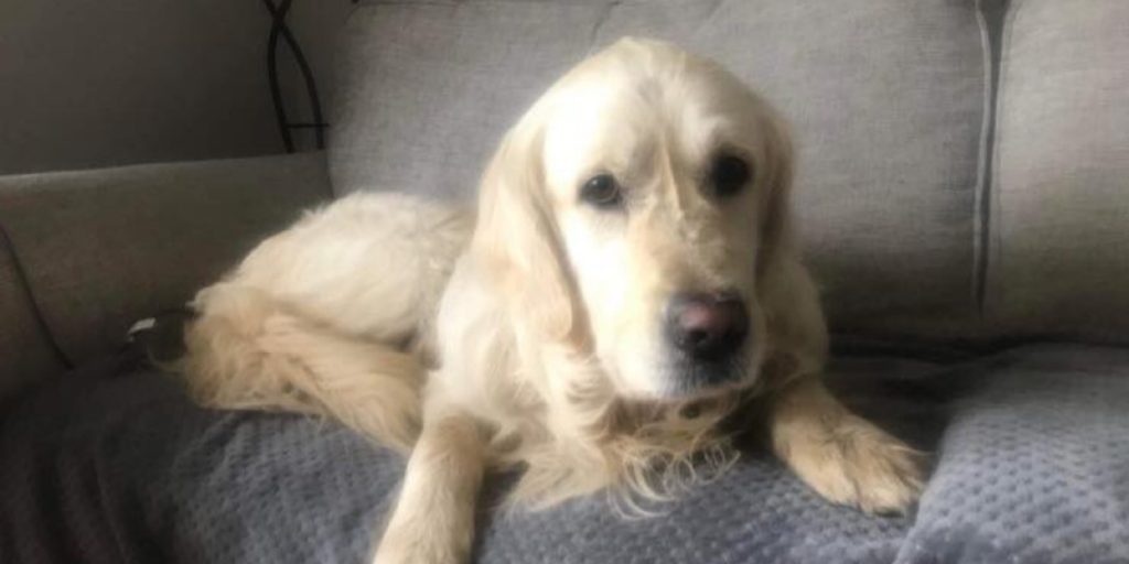 Hund tilbagelægger 64 km for at vende tilbage til ejer, der havde afleveret den