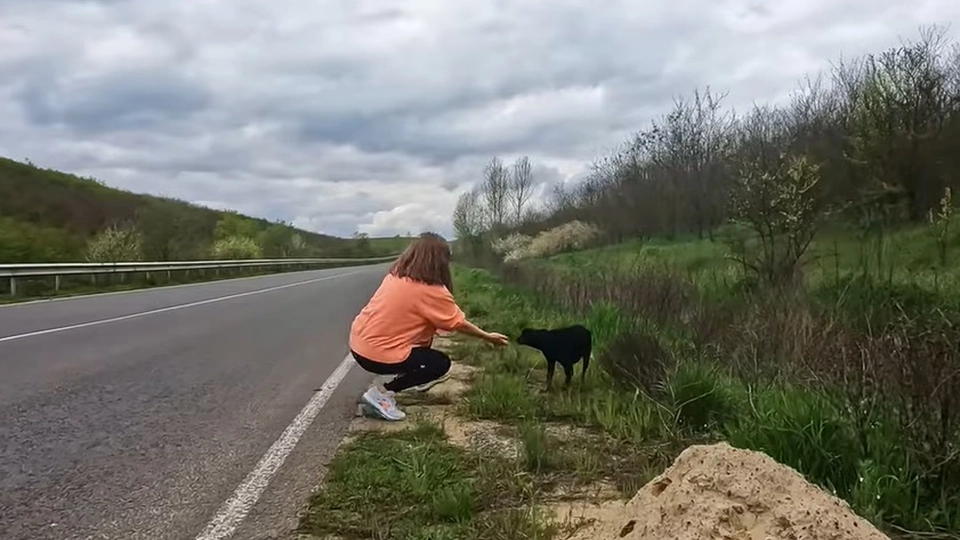 Så udmagret hund i vejkanten: Hvad dyrlægen opdagede, overraskede alle