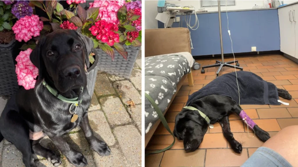 Hunden Basse spiste snus på gåturen: Kæmpede for sit liv