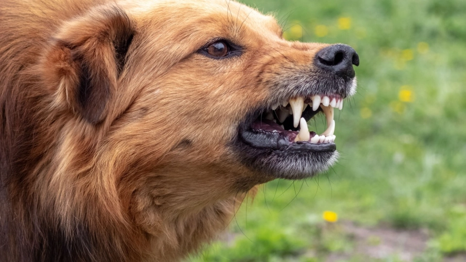 Få er klar over det: Sådan håndterer du mødet med en aggressiv hund – uden at flygte