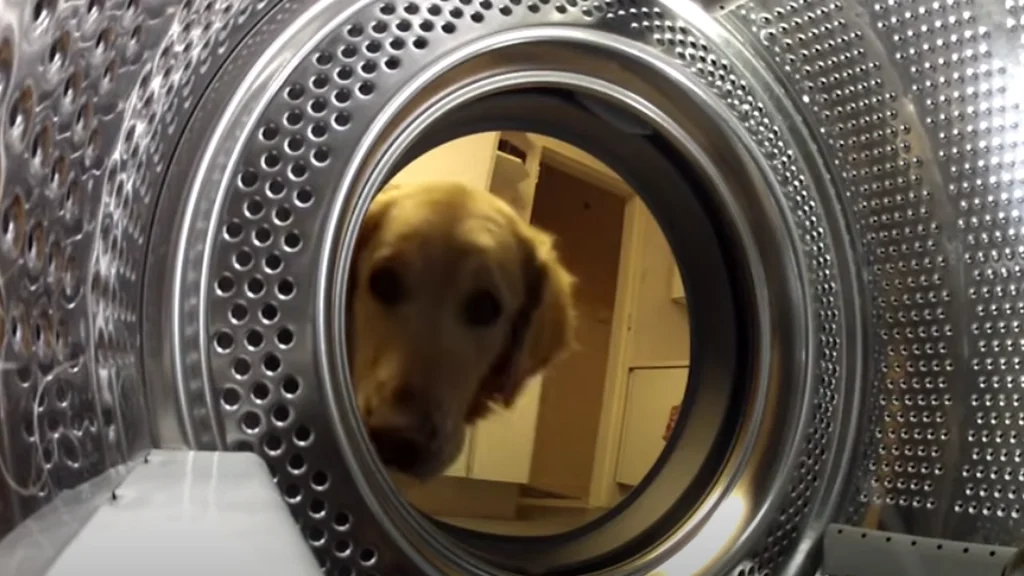 Med disse 5 råd vil din hund have det godt, når den er alene: Meget få kender til nummer 3