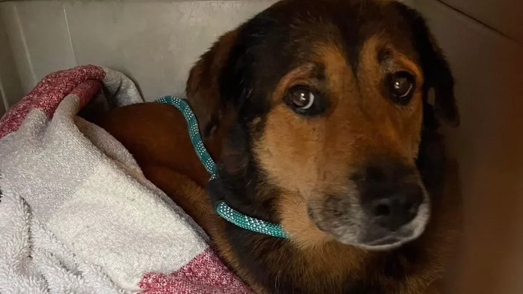 Hund venter udenfor ejers hus i flere uger: Det knuser dit hjerte, når du hører hvorfor