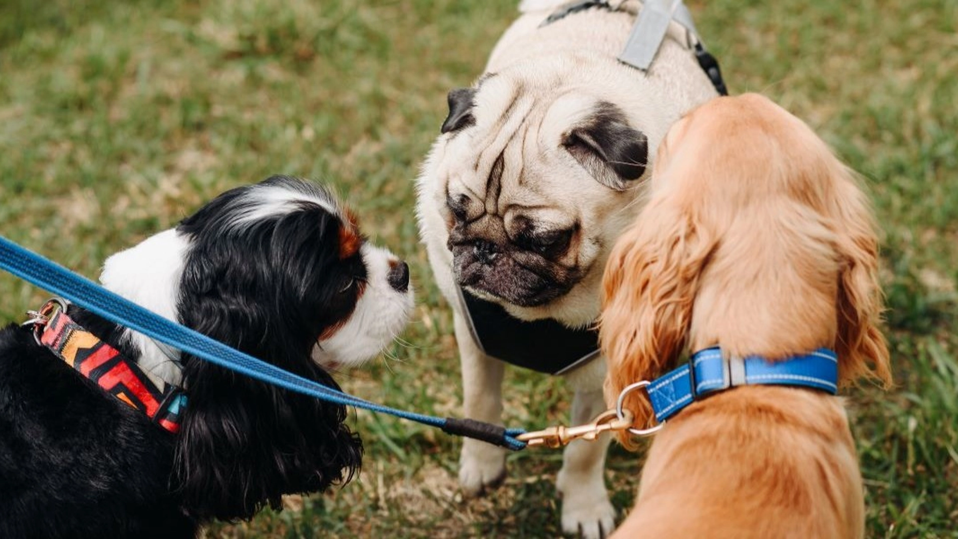 Er din hund i risiko? Sygdom spreder sig hurtigt i Danmark