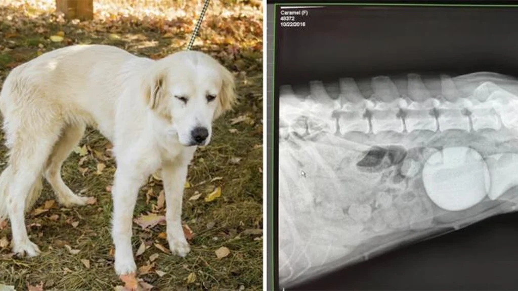Hund opfører sig mærkeligt i månedsvis: Dyrlægen er lamslået, da han ser røntgenbilledet