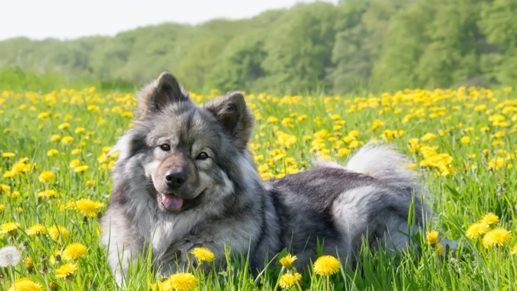 Ejer du en jaloux hund? Se listen over de 10 mest jaloux hunderacer