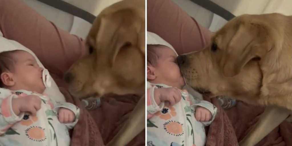 Hunden nærmede sig babyens ansigt, men ikke for at sige hej: Det hele skete foran forældrene