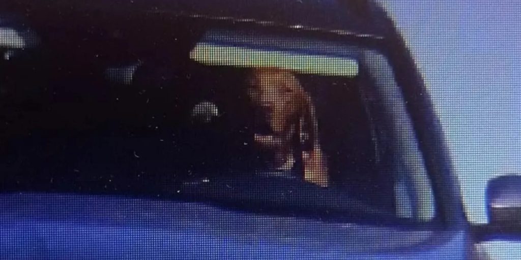 Bilist får bøde efter hans hund blev set bag rattet i bilen