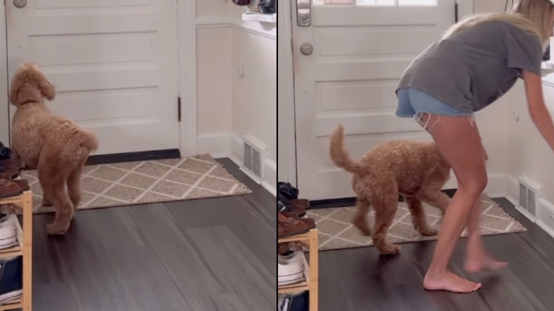 Hundetræner afslører simpelt trick: Sådan stopper du din hund i at gø, når folk ringer på døren