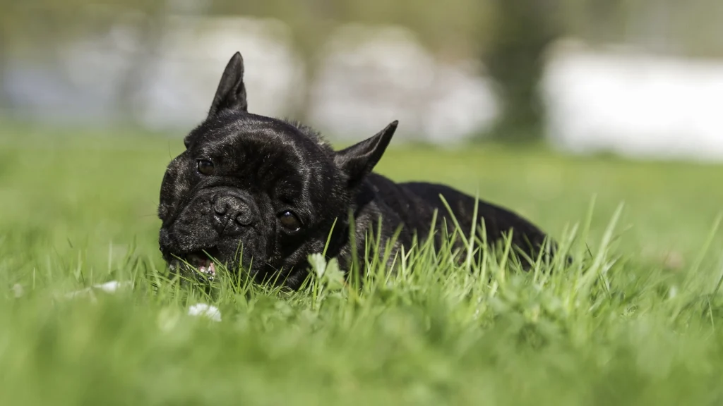 Hundeekspertens råd: ‘Hvorfor du aldrig bør bruge din hunds navn for at tilkalde den’
