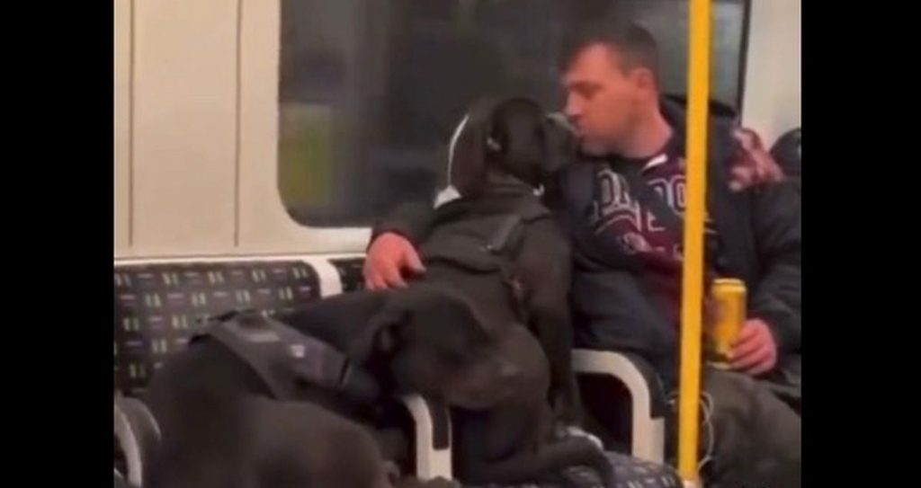 Louie fik taget dette billede med sine 2 hunde: Kort efter skete det mest forfærdelige