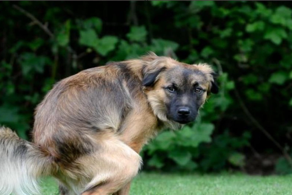 Vi går ind i en særlig tid: Disse 6 ‘almindelige’ ting kan forgifte din hund ud af det blå