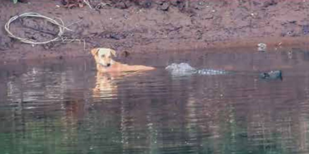 Krokodiller redder hund i flod i stedet for at spise den – muligvis et tilfælde af ‘følelsesmæssig empati’