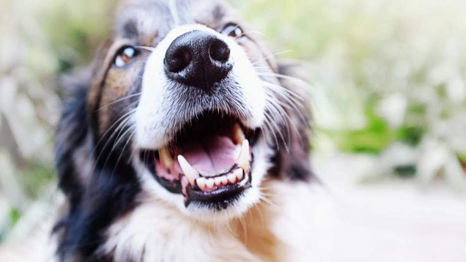Kvinde skulle passe hund et par uger: Ejeren vendte aldrig tilbage