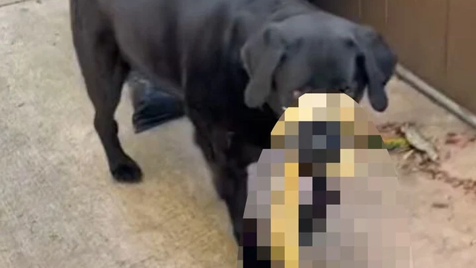 Hund vendte hjem med overraskelse: Ejeren ringede straks efter hjælp