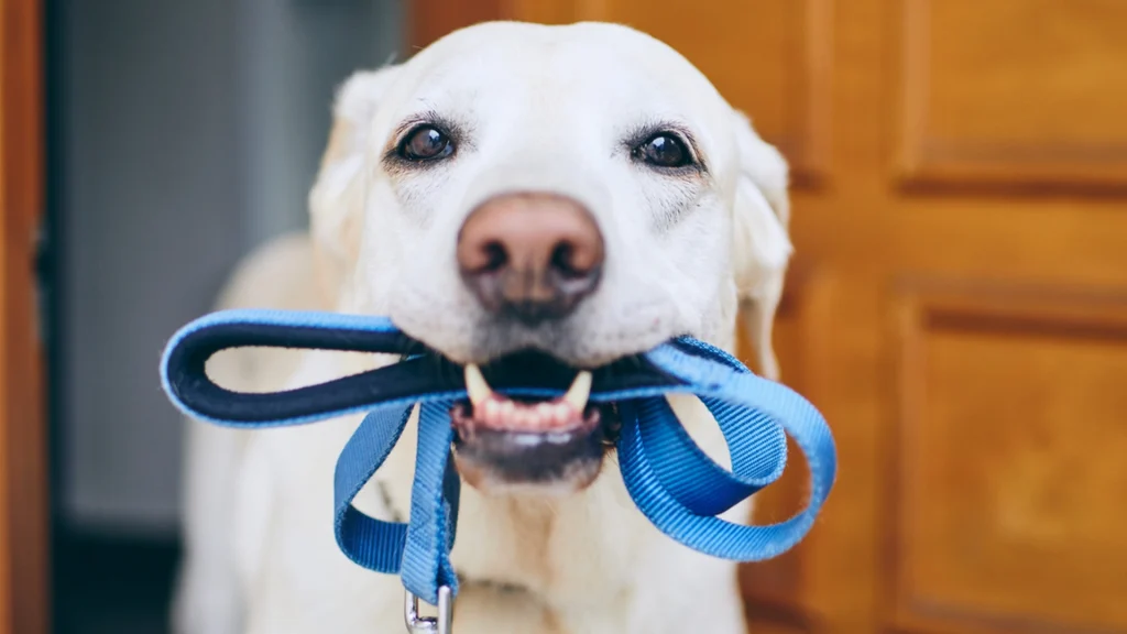 Hvad skal du gøre, når du ser en fremmed hund løbe hen imod dig?
