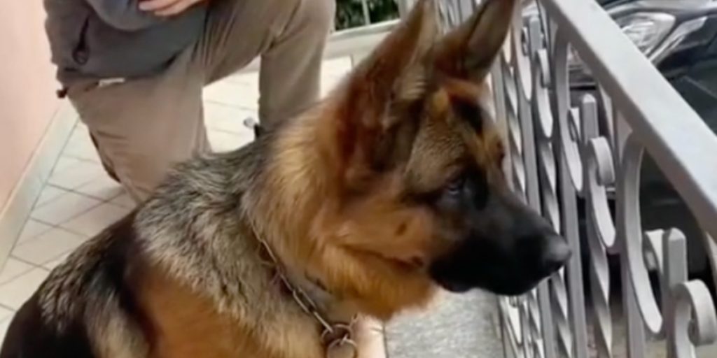 Den rørende reaktion fra en hund, der genforenes med sin ejer efter tre år