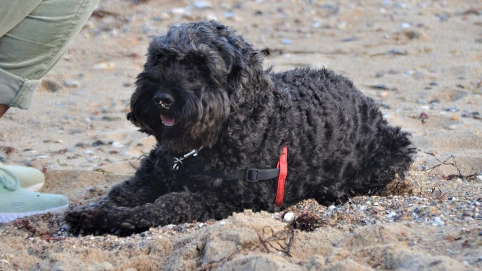 Hundetræner med afsløring: Disse tre populære hunderacer ville jeg aldrig selv anskaffe