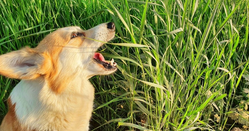 Har du også undret dig over det? Derfor spiser din hund græs