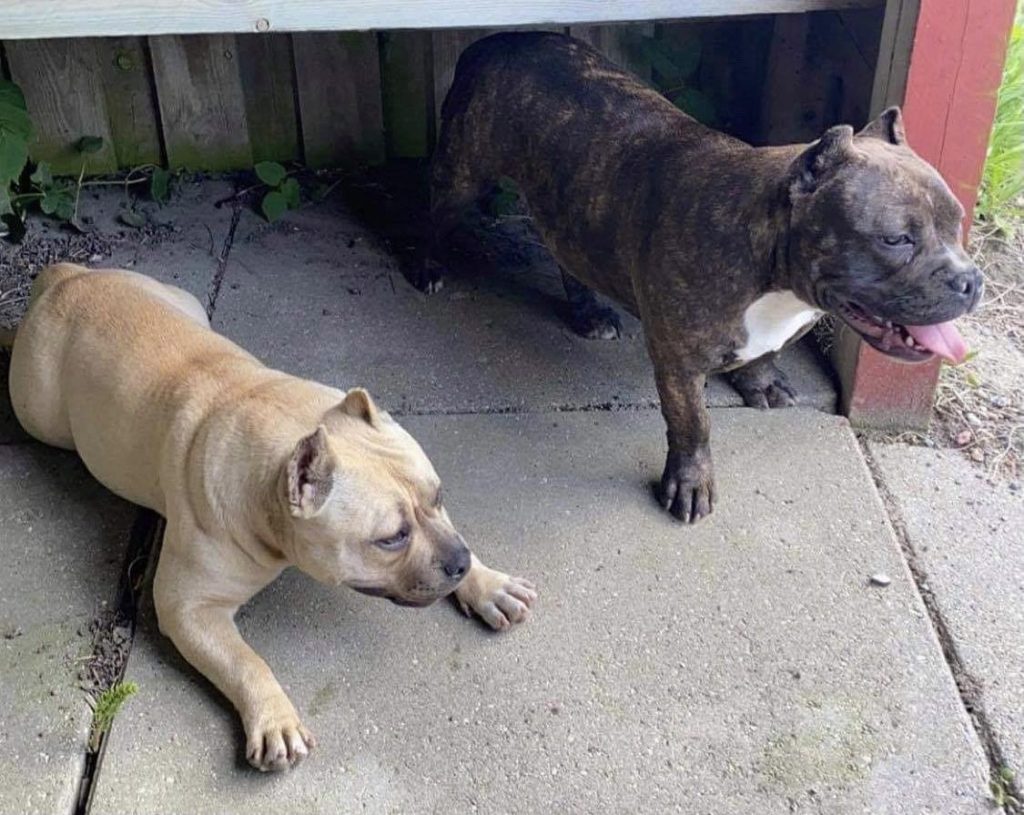 Hunde kidnappet: Kæmpe dusør udloves