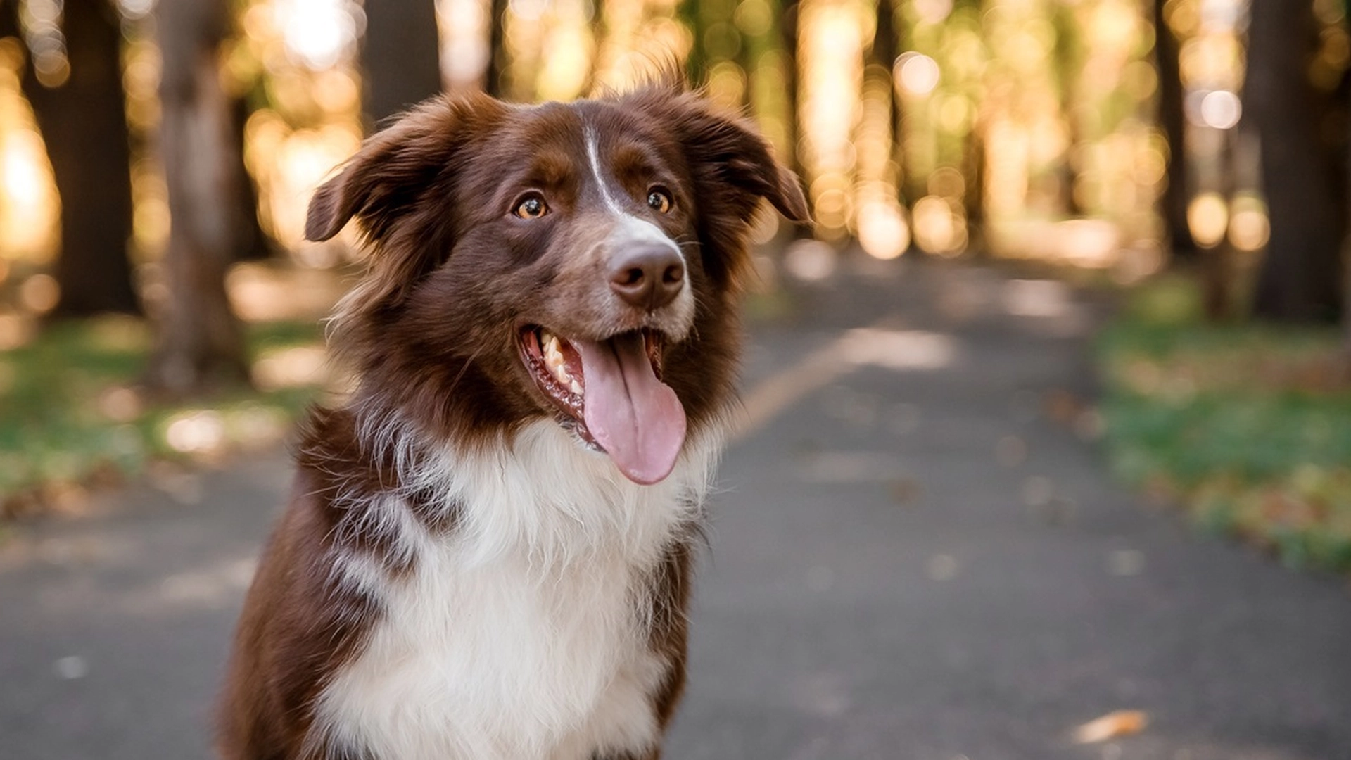 Dette er de fem smukkeste hunderacer