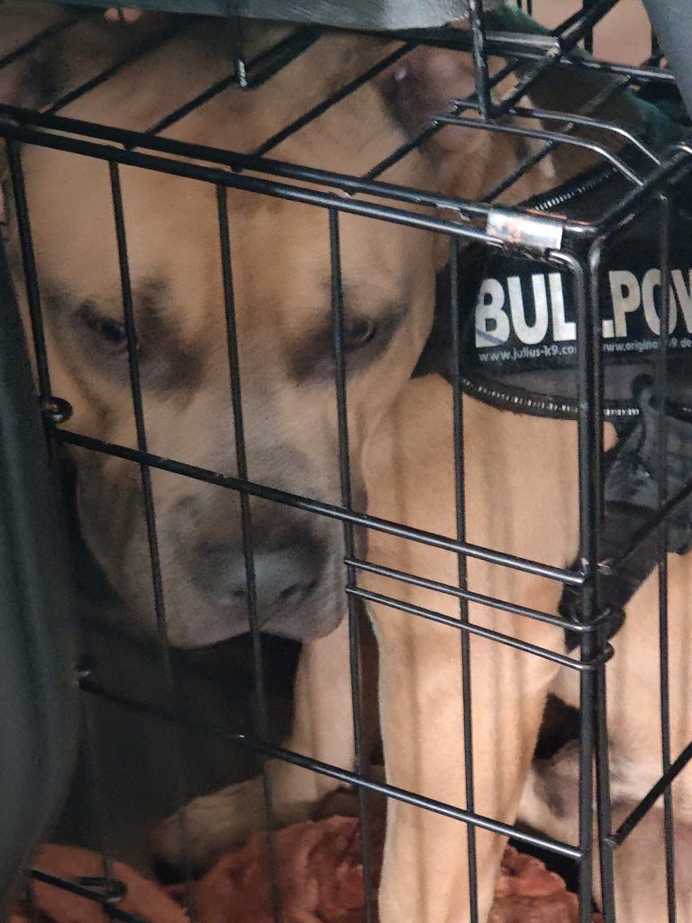 Grænseoverskridende handel med hunde og truede dyr