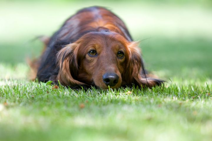 Dette kan forårsage stress hos din hund: Antallet steg med 10 procent