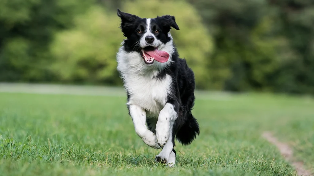 Er din hund én af verdens klogeste? Dette er top ti over verdens klogeste hunderacer