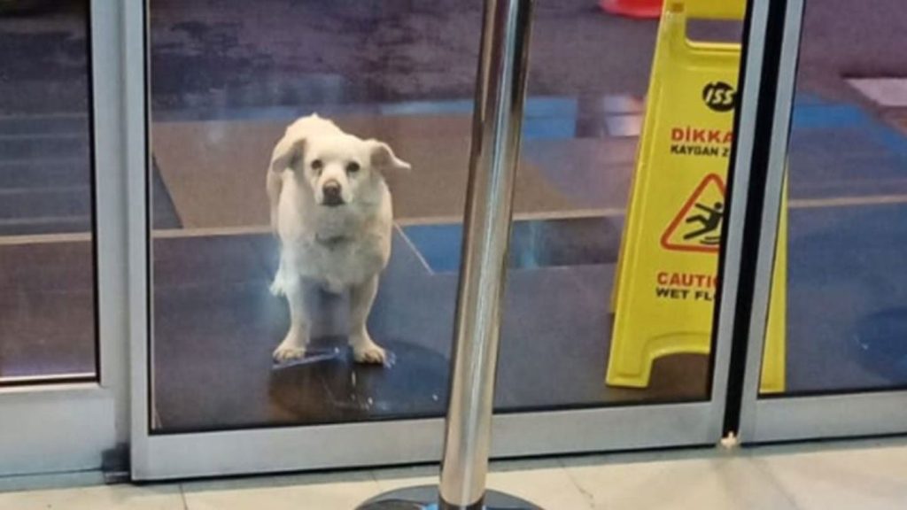 Trofast hund ventede foran hospital i seks døgn mens ejeren kæmpede for livet