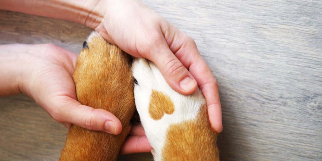 Hvorfor lægger min hund sin pote på mig?