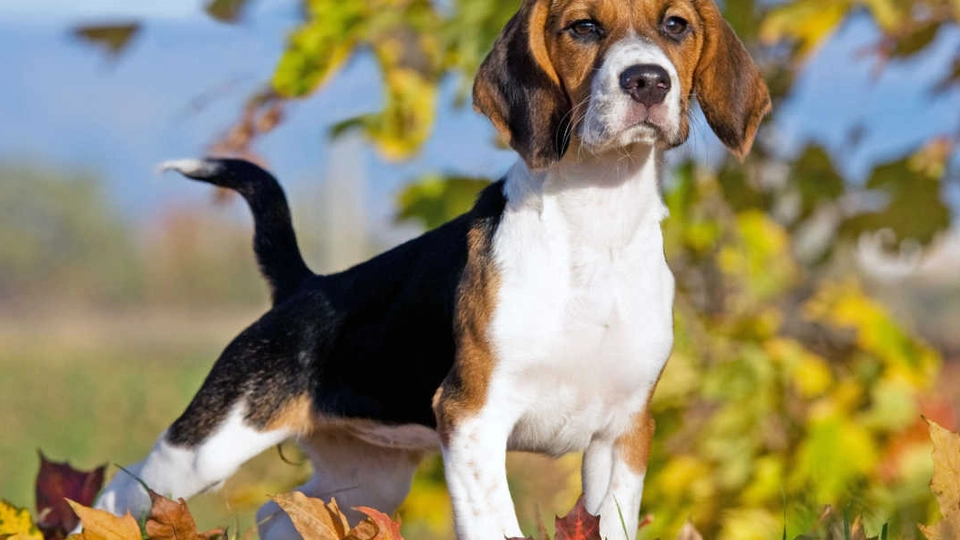 Hundetræner nægter at eje disse 6 racer – har du en af dem?