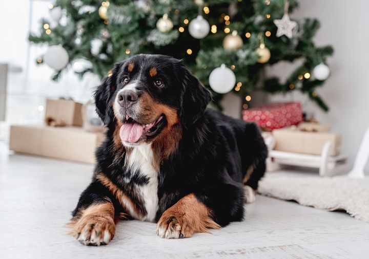 Mange hunde bliver alvorligt syge: Undgå dette