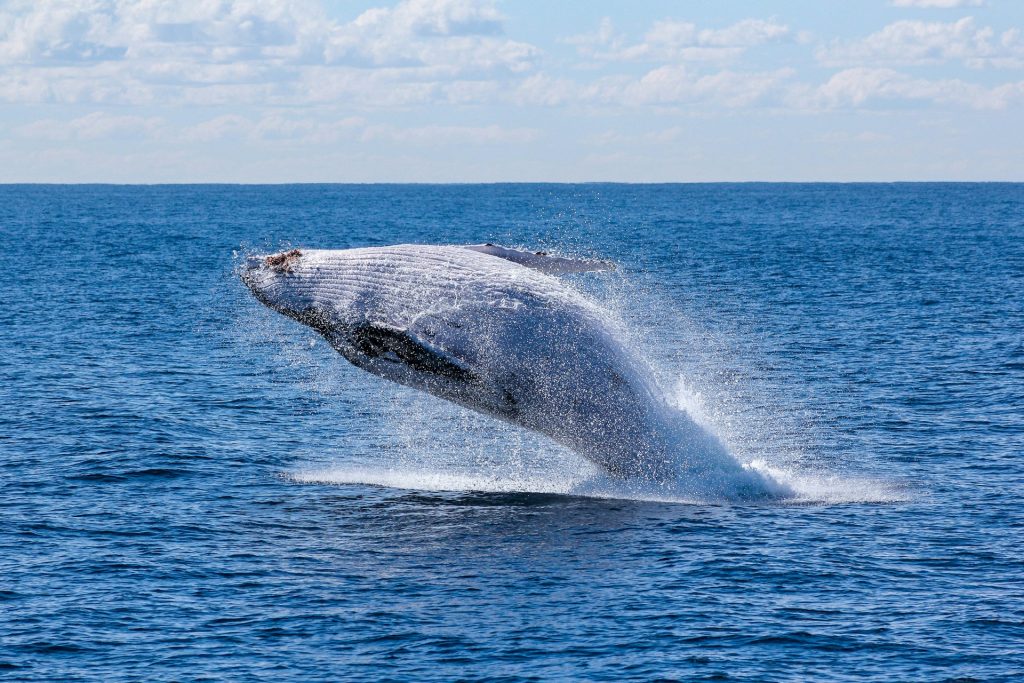 Dominica har oprettet verdens første marine beskyttede område for kaskelothvaler