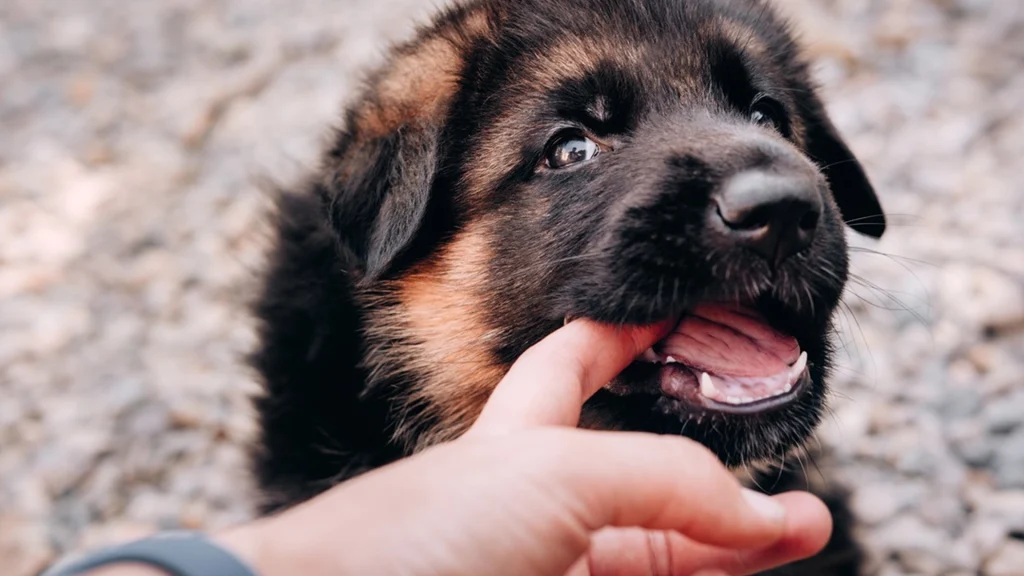 Dyrlæge anbefalede at aflive hvalp – familien gav den heldigvis en chance