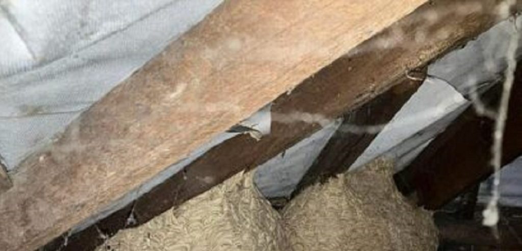 Familie flyttede ind i nyindkøbt hus: Da de tjekkede loftet, fik de et kæmpe chok