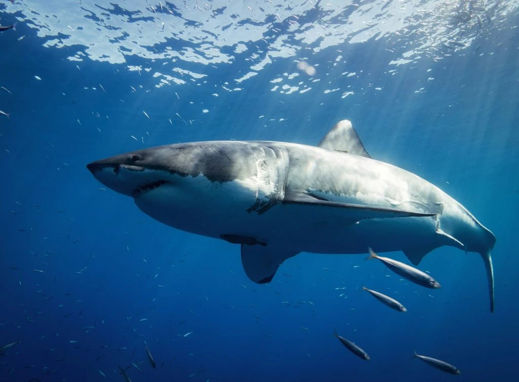 Kendt fra film: Kan megalodon stadig være i live?