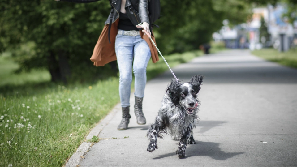 Hvor og hvornår må hunde gå uden snor? Dette siger hundelovens retningslinjer