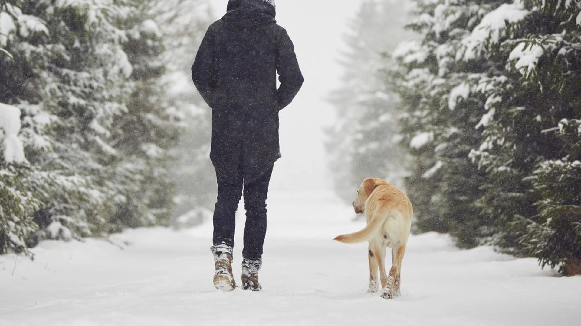 Hvornår er temperaturen for lav til en gåtur med hunden? Her er svaret fra eksperten