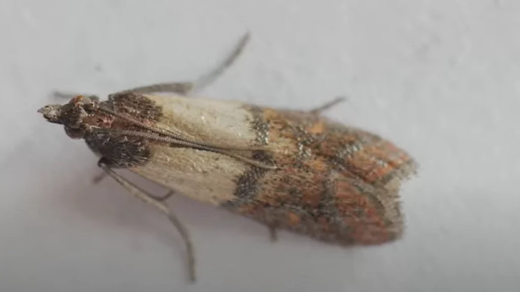 Sådan holder du insekter væk fra hjemmet og haven: Kan klares med et snuptag