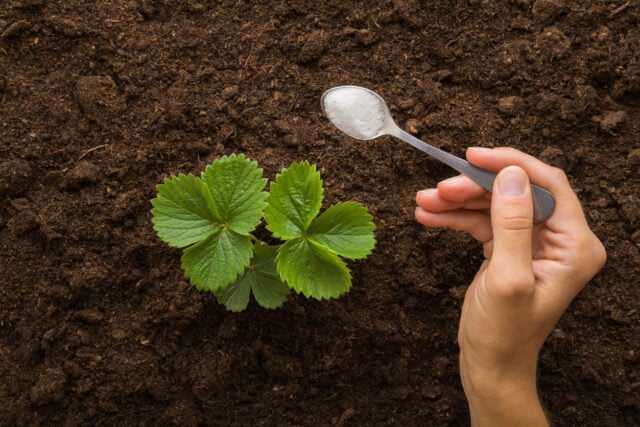 Bare 1 teskefuld af ‘magisk’ ingrediens under hver plante. Du vil opleve en høst af jordbær som aldrig før.