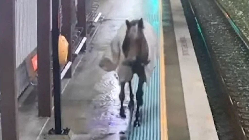 Alle tabte kæben, da hest pludselig kom løbene på perronen – men se så bare hvad der sker få sekunder senere