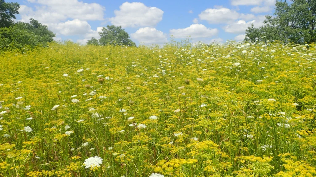 Vær opmærksom, når du lufter Fido: Gul sommerfare er giftig for både dig og hunden