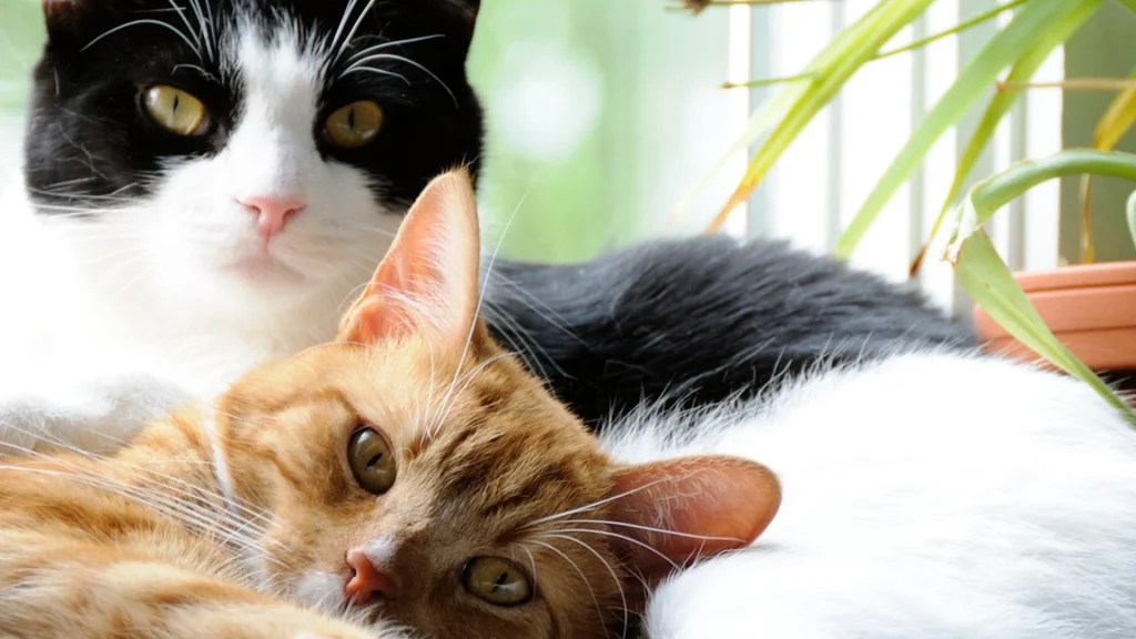 Hvis du har flere katte: Sådan kan du se, om de ikke trives sammen