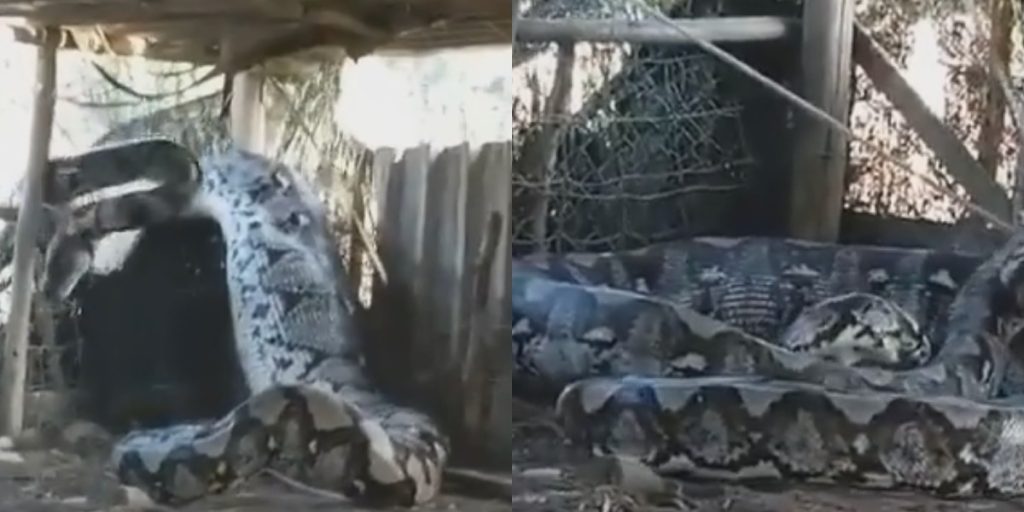 Kæmpe slange trænger ind i hus i Indien: Den var 5 meter lang og vejede 80 kilo