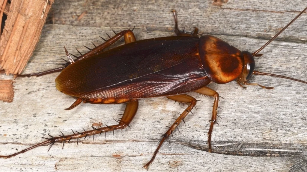 Det naturlige ‘mirakelmiddel’ til at fjerne kakerlakker fra dit hjem for altid
