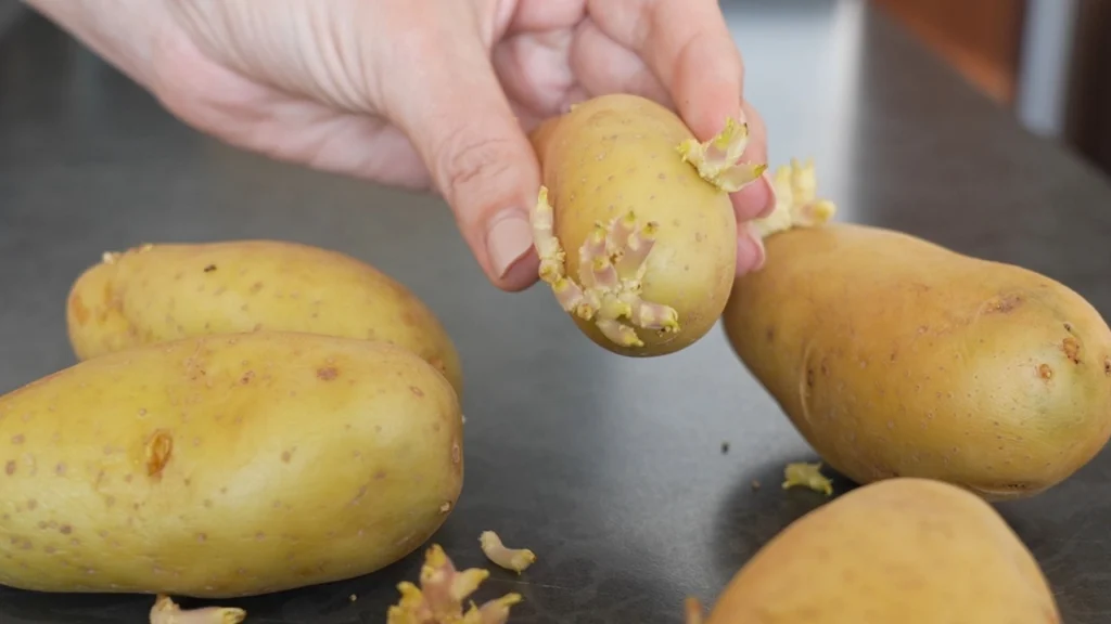 Var du klar over det? Dette skal du gøre med spirede kartofler