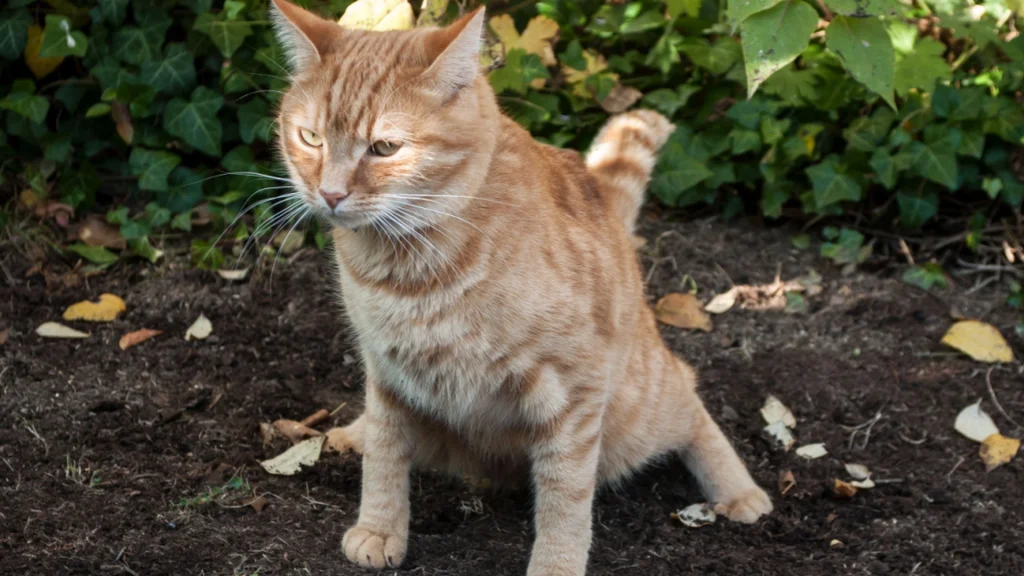 Er din have blevet et toilet for katte? Sådan holder du dem væk