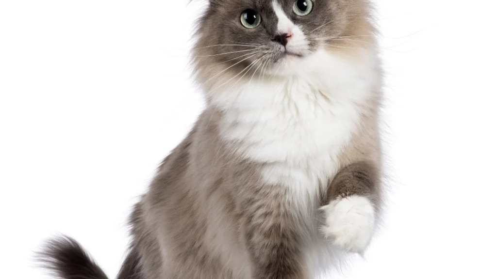 Få er klar over det: Derfor har langt de fleste katte hvide poter