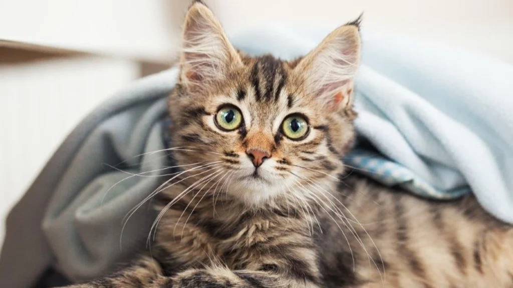 Står din kats navn på listen? Her er de 10 mest populære kattenavne i 2023