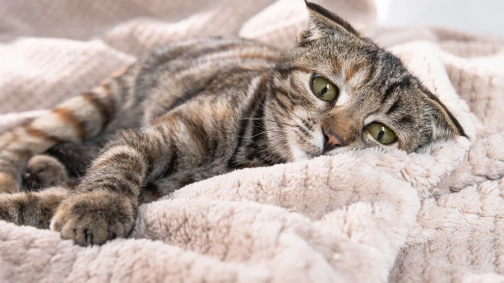 Bider katten, når du kæler med den? Vi ved, hvad den forsøger at fortælle
